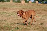 DOGUE DE BORDEAUX 430